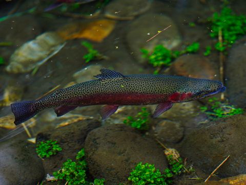 渓流釣り体験　十勝川本流・支流で渓流魚を狙おう！＜4～10月／上川郡＞