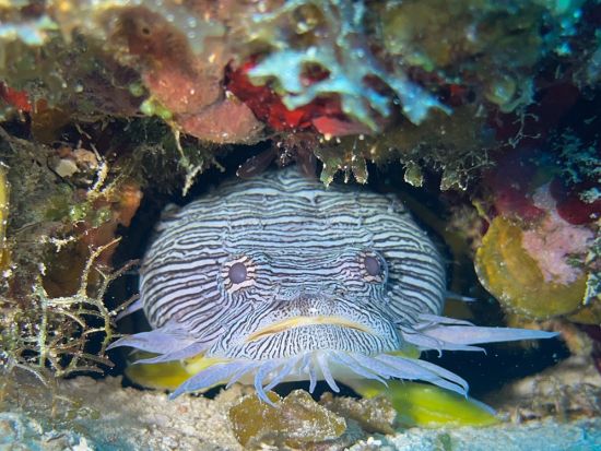 ファンダイビング カンクン発日帰り ダイバー憧れのコスメル島 豊富なカリブ海固有種と世界屈指の透明度＜貸切／ボート／2ダイブ／水中写真プレゼント＞