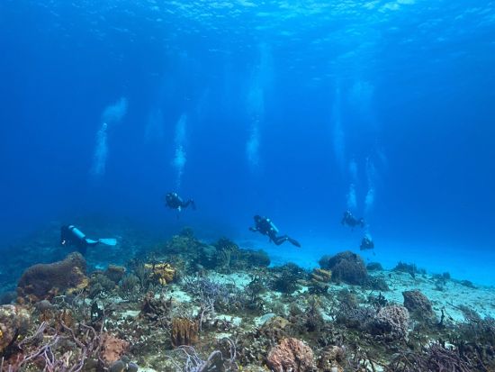 ファンダイビング カンクン発日帰り ダイバー憧れのコスメル島 豊富なカリブ海固有種と世界屈指の透明度＜貸切／ボート／2ダイブ／水中写真プレゼント＞