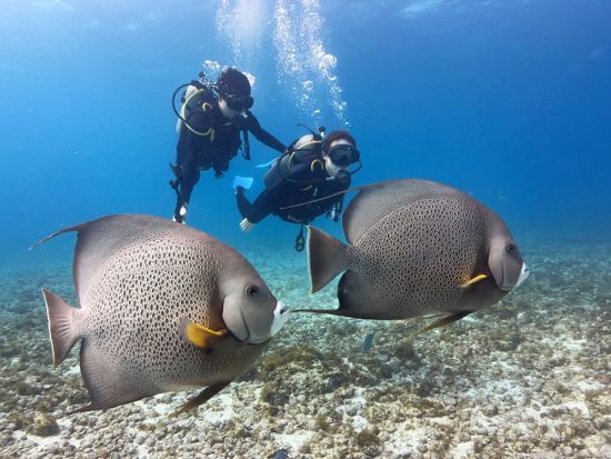 初心者でも安心！MUSA水中美術館（海底美術館）で体験ダイビング！お魚いっぱいサンゴ礁ポイントを訪問＜貸切／ボート／2ダイブ／水中写真プレゼント＞