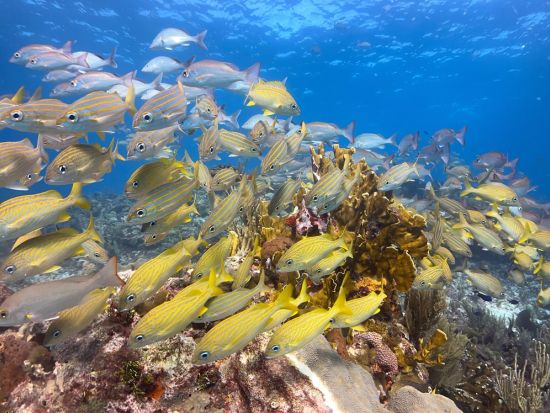 初心者でも安心！MUSA水中美術館（海底美術館）で体験ダイビング！お魚いっぱいサンゴ礁ポイントを訪問＜貸切／ボート／2ダイブ／水中写真プレゼント＞
