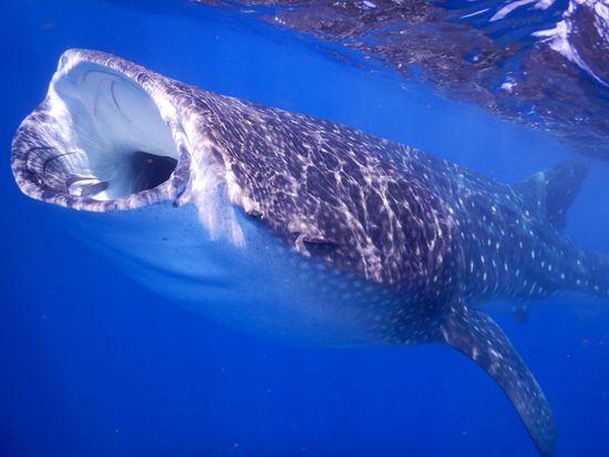 ジンベイザメ２