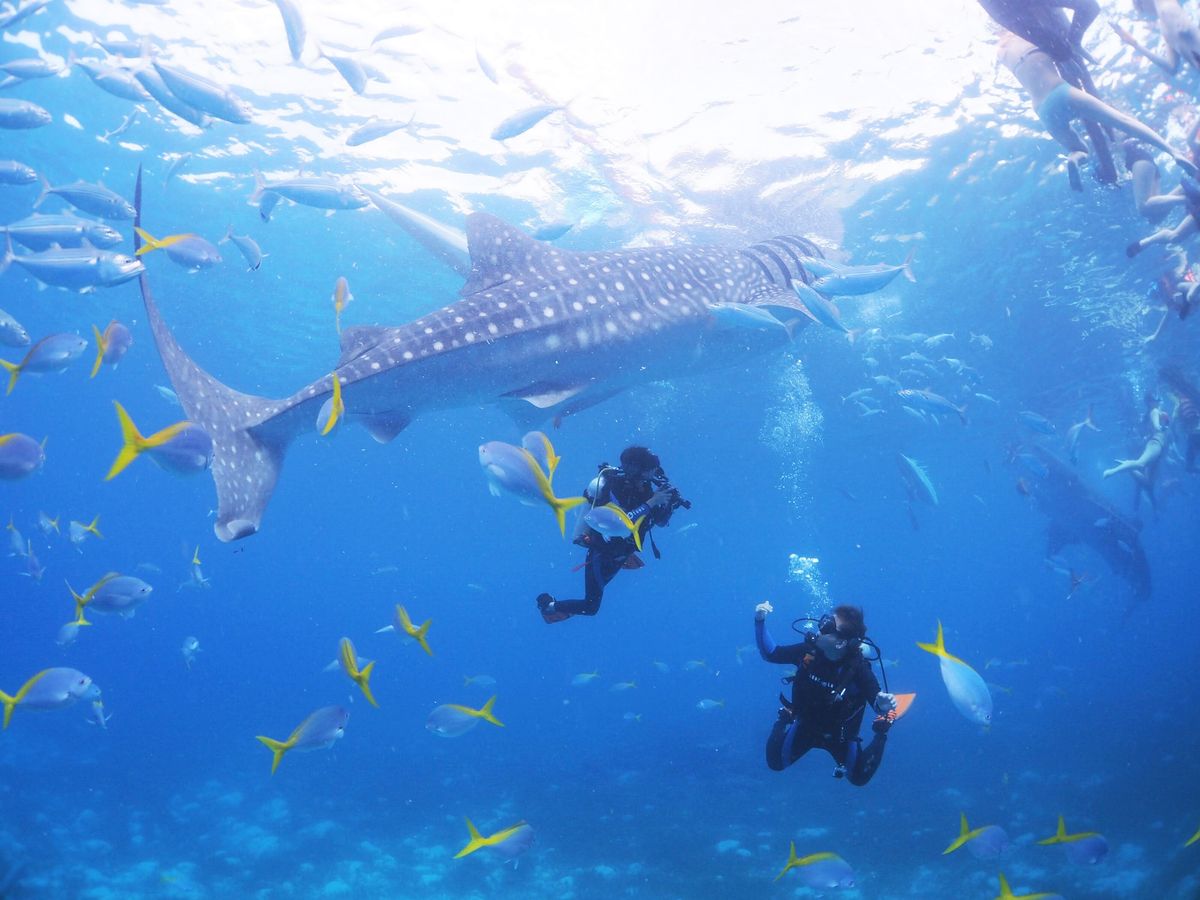 マリンハウスシーサー セブ店 | アジア 観光・オプショナルツアー専門