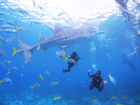 ジンベイザメ＋ツマログの滝＋スミロン島シュノーケリングツアー　優先予約で待ち時間を軽減！写真サービス付き　体験ダイビング選択可＜昼食／日本語／GoPro有＞