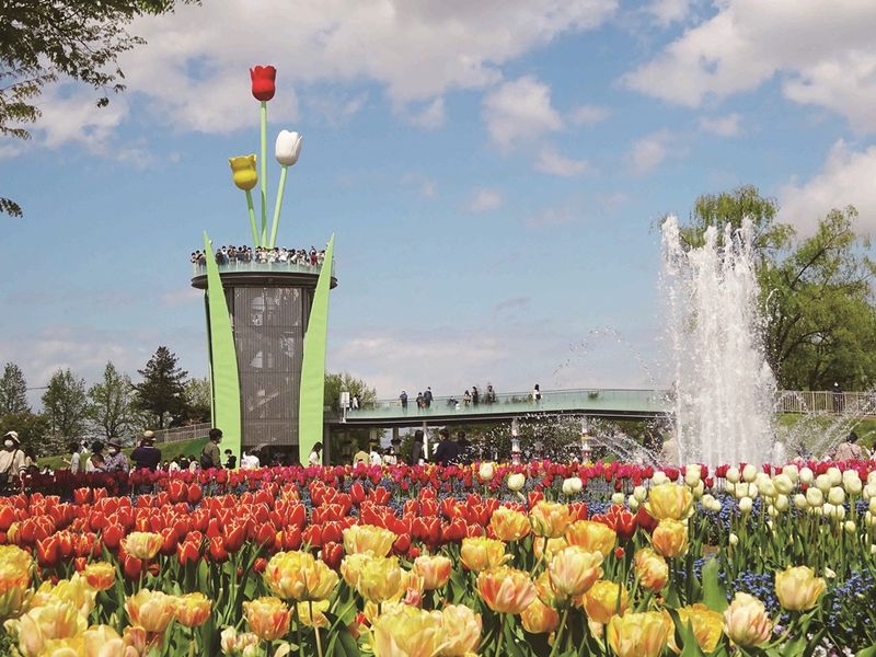 実_107_23春_チューリップ_1チューリップタワー_1