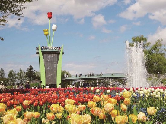 日帰りバスツアー 立山雪の大谷＋となみチューリップフェア 2つの人気スポットを巡る特別ルート 富山の山海満載の昼食付＜GW限定／1日／金沢・小松発着＞