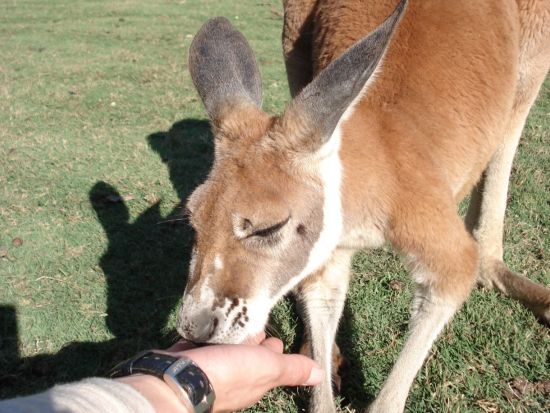 パース市内観光ツアー　カバシャムワイルドライフパーク＆キングスパーク＆パース造幣局 ＜日本語ガイド＞