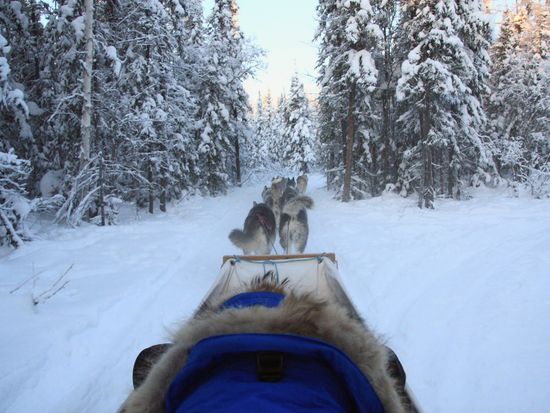 Dog Sledding_pixta_1881991_M (1)