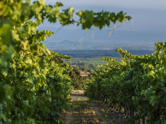 リオハ地方1日ツアー　ワイナリー2軒訪問＋ラグアルディア観光＜英語ガイド／試飲＆軽食付き／サン・セバスチャン発＞