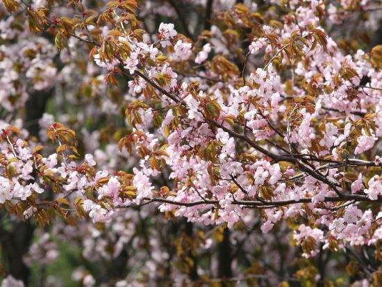 札幌市内発着お花見日帰りバスツアー　静内二十間道路桜並木又は石狩戸田墓園記念公園＜4月27日～5月14日／中島公園駅発着＞
