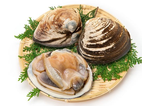 札幌市内発着お花見日帰りバスツアー　静内二十間道路桜並木又は石狩戸田墓園記念公園＜4月27日～5月14日／中島公園駅発着＞