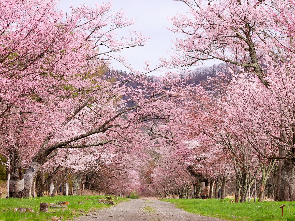 札幌市内発着お花見日帰りバスツアー 静内二十間道路桜並木又は石狩 札幌市内発着お花見日帰りバスツアー 静内二十間道路桜並木又は石狩