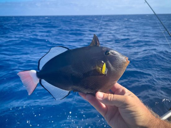 海釣り体験　貸切チャーターでマグロやカジキなどの大物を狙う！釣り用具付き＜貸切／4～8時間／ケワロ湾＞
