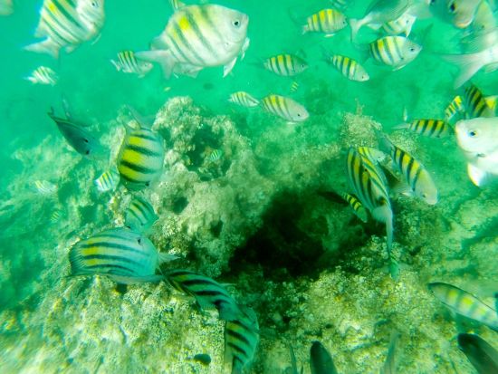 パーティーボート＆シュノーケリング体験！船上で一流エンターテインメントや音楽を堪能！飲み物＆スナック付き＜英語ガイド／プンタカナ市内発着＞