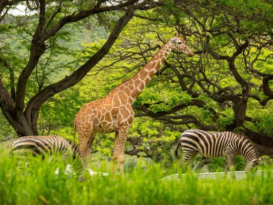Hawaii_Oahu_Honolulu Zoo_shutterstock_1178138692