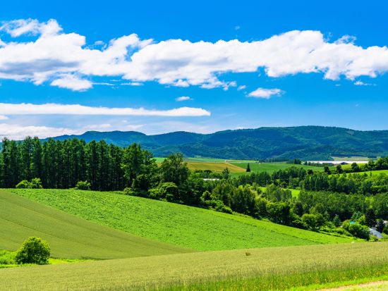 富良野駅発 富良野・美瑛 日帰りバスツアー ファーム富田＋四季彩の丘＋青い池＋白ひげの滝＋北西の丘展望公園＜6～9月／1名から催行＞by ふらのバス
