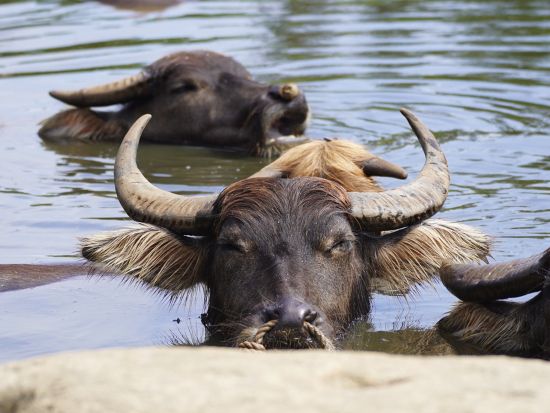 トロピカルシュノーケリング カラフルな南国のお魚とシュノーケリング！由布島観光を楽しめる1日プランも＜半日／市街地送迎可／西表島＞