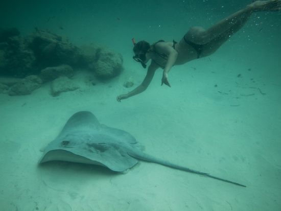 シーウォーク　泳ぎが苦手な方も参加OK！カリブ海の海中世界を気軽に満喫＜英語／プンタカナ市内発着＞