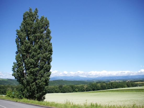 ケンとメリーの木