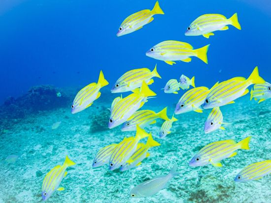 クマノミパラダイスシュノーケル 可愛いクマノミ達に会いに行こう＜貸切制／写真・動画撮影サービス・温水シャワー＆パウダールームなど施設無料／恩納村＞by 冒険島