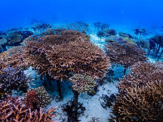 クマノミパラダイスシュノーケル 可愛いクマノミ達に会いに行こう＜貸切制／写真・動画撮影サービス・温水シャワー＆パウダールームなど施設無料／恩納村＞by 冒険島