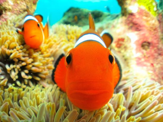 クマノミパラダイスシュノーケル 可愛いクマノミ達に会いに行こう＜貸切制／写真・動画撮影サービス・温水シャワー＆パウダールームなど施設無料／恩納村＞by 冒険島