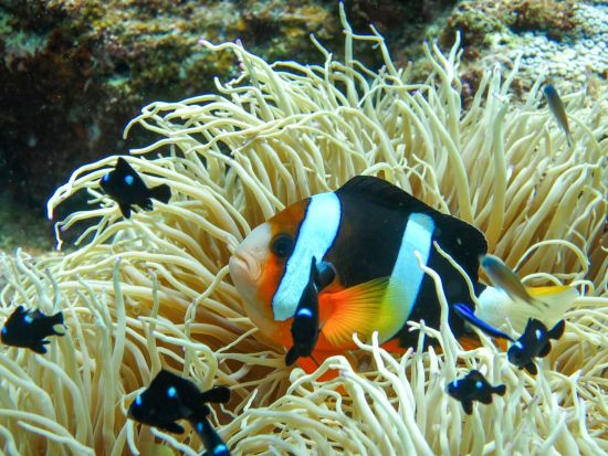 クマノミパラダイスシュノーケル 可愛いクマノミ達に会いに行こう＜貸切制／写真・動画撮影サービス・温水シャワー＆パウダールームなど施設無料／恩納村＞by 冒険島