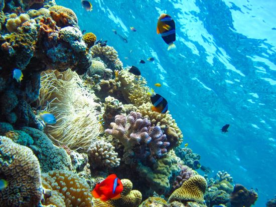 クマノミパラダイスシュノーケル 可愛いクマノミ達に会いに行こう＜貸切制／写真・動画撮影サービス・温水シャワー＆パウダールームなど施設無料／恩納村＞by 冒険島