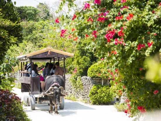 幻の島上陸＆シュノーケリング 人気観光スポットでSNS映え！選べる青の洞窟または竹富島観光／川平湾グラスボート付きプランも！＜市街地送迎可／写真無料／石垣島発＞
