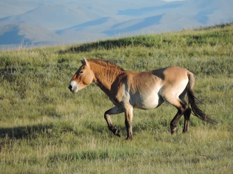 Mongolia_Hustai National Park_Przewalski's Horse_shutterstock_1031199520