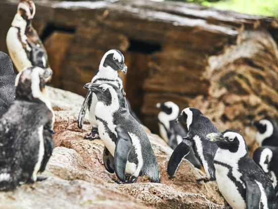京都水族館入場チケット事前予約　沢山の生き物たちと出会える公園の中のオアシス＜京都市＞ 