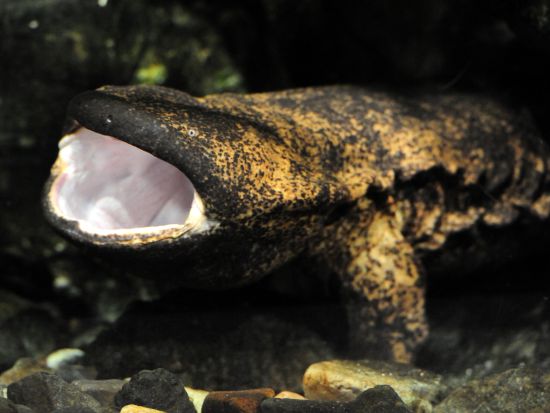 京都水族館入場チケット事前予約　沢山の生き物たちと出会える公園の中のオアシス＜京都市＞ 