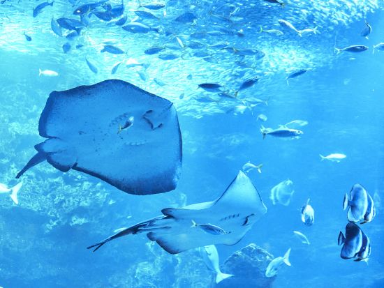京都水族館入場チケット事前予約　沢山の生き物たちと出会える公園の中のオアシス＜京都市＞ 