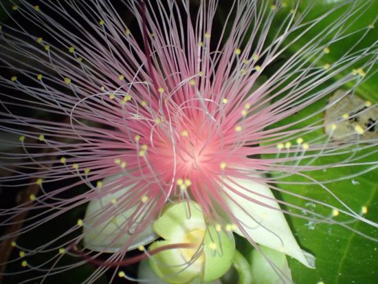 サガリバナ鑑賞ナイトツアー 一晩で散ってしまう幻の花を見に行く期間限定特別ツアー マングローブSUPまたはカヌーのセットプランあり＜市街地送迎可／石垣島発＞