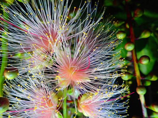 サガリバナ鑑賞ナイトツアー 一晩で散ってしまう幻の花を見に行く期間限定特別ツアー マングローブSUPまたはカヌーのセットプランあり＜市街地送迎可／石垣島発＞