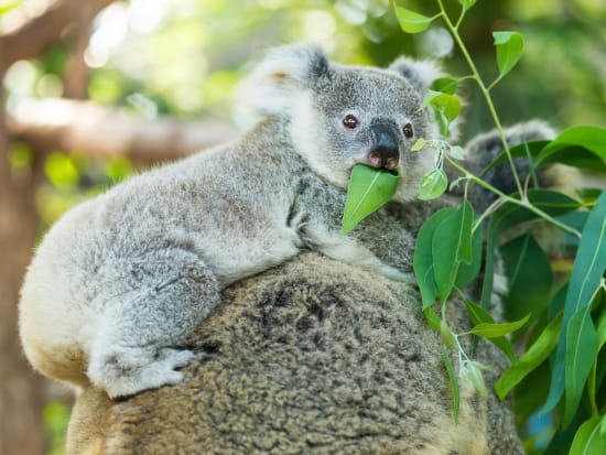 ケアンズ・コアラズ＆クリーチャーズ　ケアンズで最も手軽にできるコアラ抱っこ写真
