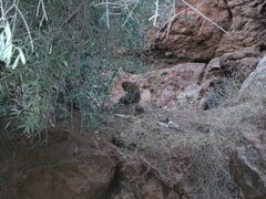 Ouzoud_falls_free_monkey