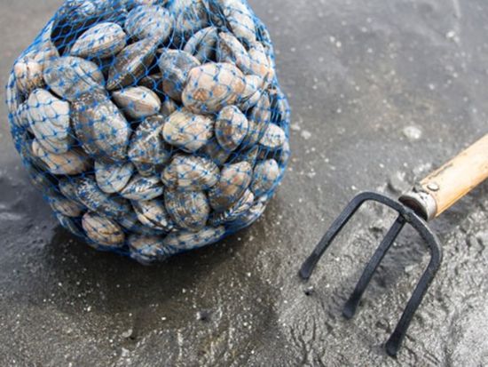 新宿発日帰りバスツアー 房総満喫 富津海岸潮干狩り120分＆マザー牧場たっぷり滞在＜おむすび付／4～6月＞