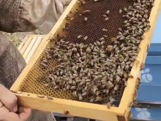 オアフ島ハレイワ産の生はちみつをホテルへお届け！選べる4種類（プレーン、マカデミアナッツ、カカオニブ、ビーポーレン（花粉玉））＜ワイキキ・アラモアナ地区＞