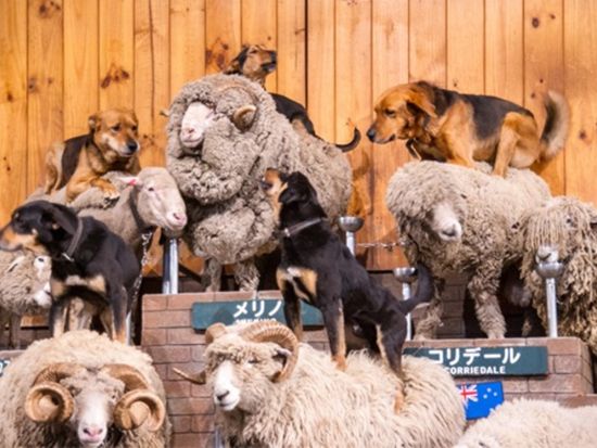 新宿発日帰りバスツアー 房総満喫 富津海岸潮干狩り120分＆マザー牧場たっぷり滞在＜おむすび付／4～6月＞