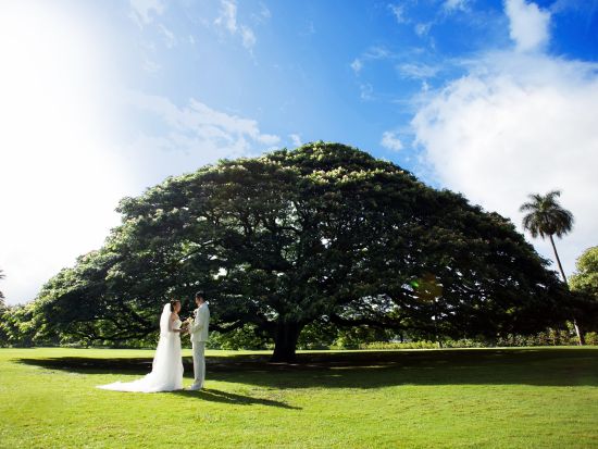 ハワイ　ガーデンフォト　モアナルアガーデン　「この木なんの木」をバックに撮影！ヘアメイク同行や追加カット撮影などのオプションもご用意（撮影・衣装・メイク）
