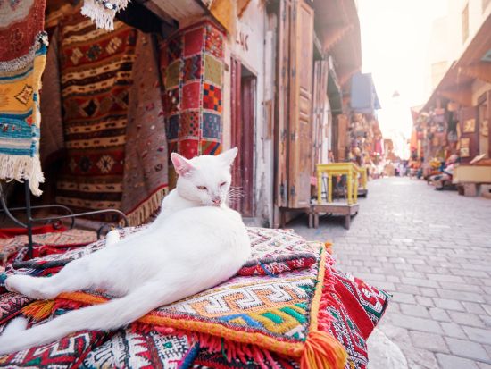 世界遺産フェズ日帰り観光ツアー＜送迎あり／英語またはフランス語／カサブランカ発＞