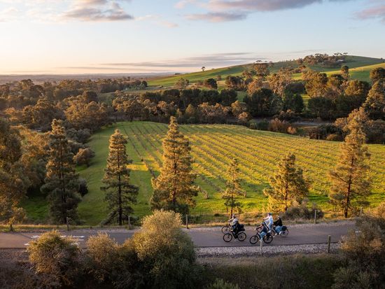 Riding through Barossa vines (8)