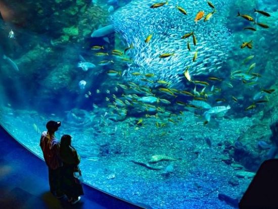 新江ノ島水族館×岩屋 チケット予約・前売り券