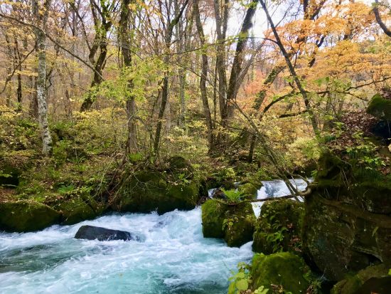 奥入瀬渓流＆蔦6沼ネイチャーツアー JR青森駅・青森空港から無料送迎付き　初心者にもおすすめ散策コース！＜4月～11月／1日／奥入瀬館集合可＞