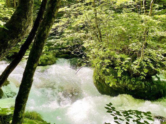 奥入瀬渓流＆蔦6沼ネイチャーツアー JR青森駅・青森空港から無料送迎付き　初心者にもおすすめ散策コース！＜4月～11月／1日／奥入瀬館集合可＞