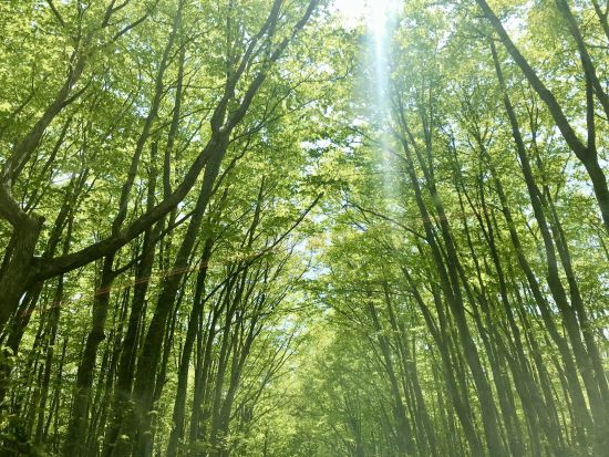 奥入瀬渓流＆蔦6沼ネイチャーツアー JR青森駅・青森空港から無料送迎付き　初心者にもおすすめ散策コース！＜4月～11月／1日／奥入瀬館集合可＞