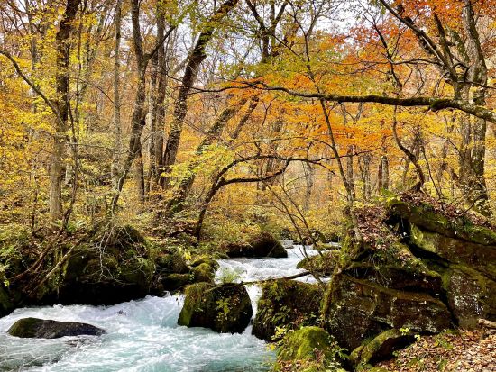 奥入瀬渓流ネイチャーツアー JR青森駅・青森空港から無料送迎付き石ヶ戸～雲井の滝 散策　初心者にもおすすめ散策コース！＜4月～11月／半日／奥入瀬館集合可＞