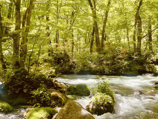 奥入瀬渓流ネイチャーツアー JR青森駅・青森空港から無料送迎付き石ヶ戸～雲井の滝 散策　初心者にもおすすめ散策コース！＜4月～11月／半日／奥入瀬館集合可＞