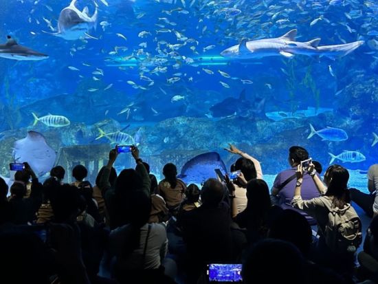ソウル最大級の水族館！シーライフCOEX割引入場チケット　お得なグループチケットや旅の思い出にぴったりなデジタルフォトプランあり